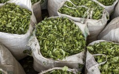 Around 65 percent of the east African tea market has been affected by the war in the Middle East