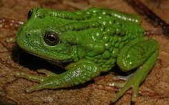 The new amphibian species, with the scientific name Gastrotheca mittaliiti, measures 2.7 to 3.3 centimetres (1 to 1.3 inches)