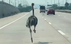 The six-month-old ostrich 'looked afraid and panicked', says a motorist who took a video of the big bird on a Thai highway