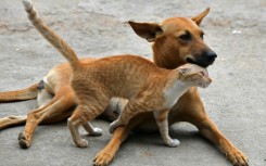 The European Union is home to over 72 million dogs and 83 million cats
