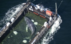 An aerial photo shows the rescued humpback whale in a special barge along the Danish coastline