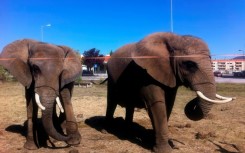 Julie (left), Portugal's last performing elephant, is to leave her circus for a sanctuary in the south of the country