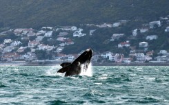 A Southern right whale shown off Muizenberg Beach in False Bay, Cape Town on October 11, 2013