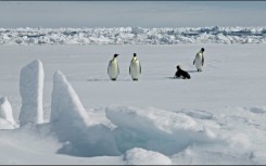 The number of emperor penguins has plummeted primarily due to climate change that causes the sea ice where they live, hunt and breed to break up earlier in the year