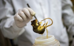 A researcher holds a preserved specimen of a Graomys chacoensis rodent at the Faculty of Exact, Physical and Natural Sciences in Cordoba, Argentina