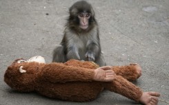 Tourists have flocked to the Ichikawa City Zoo to see the macaque named Punch, who was abandoned by his mother shortly after his birth