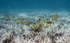 Coral reefs globally are struggling with back-to-back bleaching events