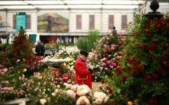 A Chelsea pensioner takes photographs at a roses exhibit