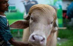 An albino buffalo nicknamed "Donald Trump" has become a social media star and is drawing crowds in Bangladesh