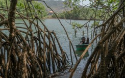 For the past 20 years, Millicent Turay has supported her family by collecting mangrove oysters