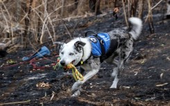 Bear the koala rescue dog has retired, and an Australian animal welfare group is looking for his successor