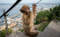 Macaques in Gibraltar can snatch food from unwitting tourists in addition to gobbling abandoned leftovers