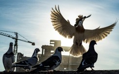 Friend or pest? Humans domesticated pigeons to live alongside us, but now consider them filthy nuisances