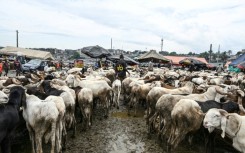 Many are struggling to find an animal within their usual budgets