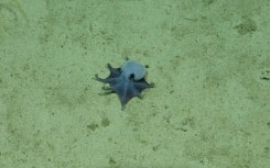'He's tiny! It's blue!' one excited scientist was recorded as saying when she first caught sight of the creature