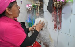 Ecuadorean curandera Amparo Lugmana blows undiluted alcohol during a ritual of energy cleansing on the dog Copito at the San Francisco market in Quito