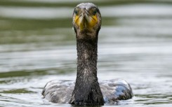 Great cormorant adults are estimated to eat 180 kilogrammes (400 pounds) of fish a year