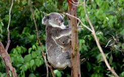 Researchers found the odds of adult koalas being admitted into care or dying in the Australian state of NSW rose when average maximum temperatures over a 7-day period reached 27C