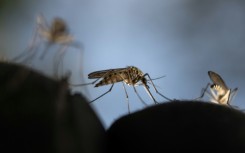 Sucker punch: In certain conditions, mosquitoes can come come to prefer the taste of DEET