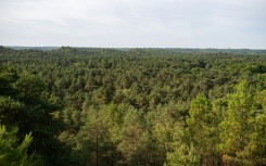 Like humans cooling themselves through sweat, trees regulate temperature through a process called transpiration.