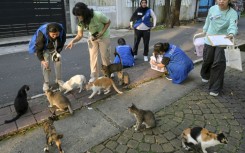 The Jakarta municipality is conducting a census that will for the first time come up with a scientific estimate of the number of stray cats on its streets