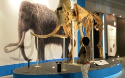 Woolly mammoths went extinct around 4,000 years ago, but one company claims it can ressurect the species