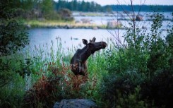 Moose in Scandinavia, like this bull shown in Finland in 2018, usually avoid metropolitan areas