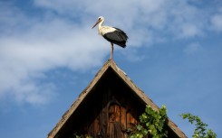 The storks' return is seen as a sign of the changing of the seasons and a symbol of fertility
