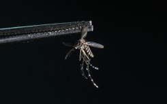 Mosquitoes and the diseases they transmit are a growing concern as climate change expands the area the insects roam