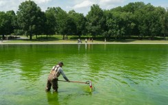 National Park Service staff work to remove algae that have turned the Lincoln Memorial Reflecting Pool green