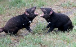 Tasmanian devils can live up to six years in the wild