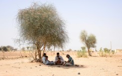 Herdsman Sawai Singh Bhati (C) sits under the shade of a tree in 44 degrees Celsius temperatures, near his house in Sanwata village, Rajasthan