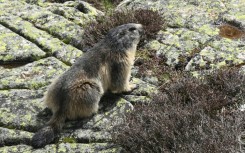 Marmots are thought to have spread the plague among ancient hunter-gatherers