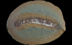 New analysis of rare fossils fills knowledge gaps on the development of the creatures that gave rise to the first land-dwelling vertebrates