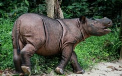 Officials hope to breed Bornean rhinos with Sumatran rhinos to preserve their dwindling genetic heritage