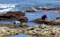 Once dried, 300 grams (0.7 pounds) of Gelidium algae can produce about 50 bottles of refreshing agar-agar cooler