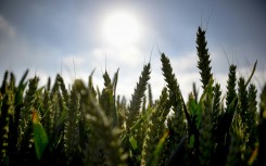 Cereals are ripening earlier and earlier due to climate change and yields sometimes suffer