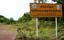 Reintroducing tigers could boost protection of Cambodia's landscapes, restore an iconic apex predator and even boost tourism