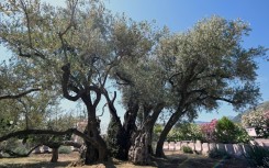 The old olive tree in Bar has had years of restorative work