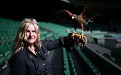 Rufus, the Harris hawk, stands on the gloved hand of falconer Donna Davis at the Wimbledon tennis club