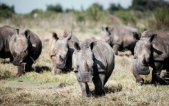 South Africa is home to the world's largest rhino population