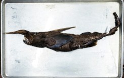 Scientists are determining whether a new species of ghost shark has been discovered in waters off Costa Rica