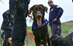 Trained rescue dogs like Sisu, shown here, played a key role in locating survivors in the rubble from Venezuela's earthquakes