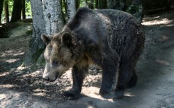 A blind brown bear at the Arcturos Sanctuary in northwest Greece where the growing bear population has fueled complaints from farmers over crop damage and bear sightings near homes