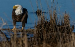 The Trump administration has sought to weaken the landmark Endangered Species Act, credited with saving iconic animals including the bald eagle