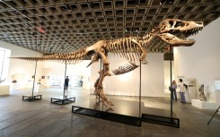 'Gus' measures 38 feet (11.6 meters) in body length