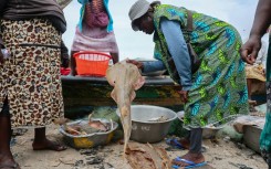 Guitarfish are among the world's most threatened marine fish, red-listed as 'critically endangered' by the International Union for Conservation of Nature