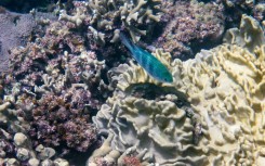 Despite covering only 0.1 percent of the Earth's surface, coral reefs are home to roughly a quarter of the world's marine fish species