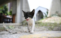 Alongside over 20,000 people made homeless by the quakes on June 24, hundreds of pets were left with no place to go