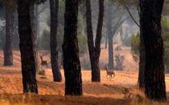 Deer run away from a wildfire in the Avila province, Spain, on July 27, 2026